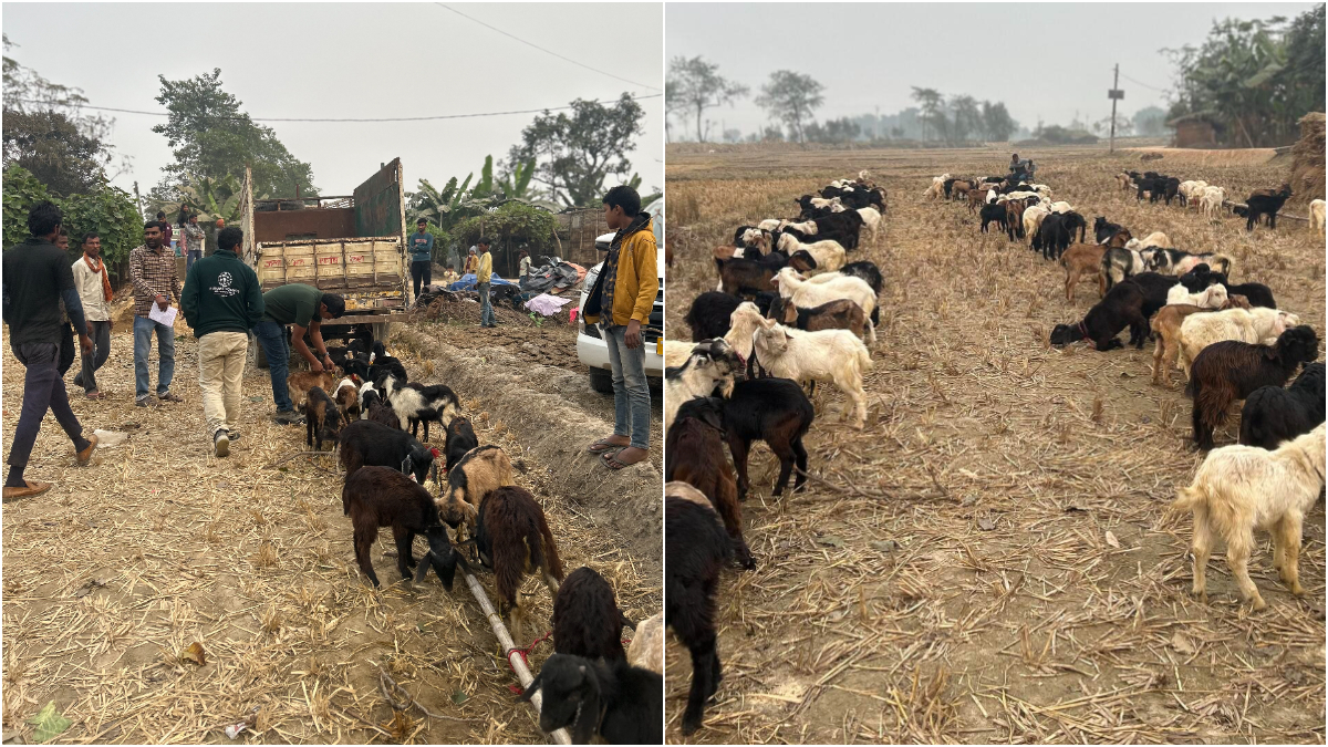 Gadhimai Festival 2024: 400 Rescued Animals From Sacrifice Ritual To Find Shelter At Anant Ambani's Vantara Rehabilitation Center