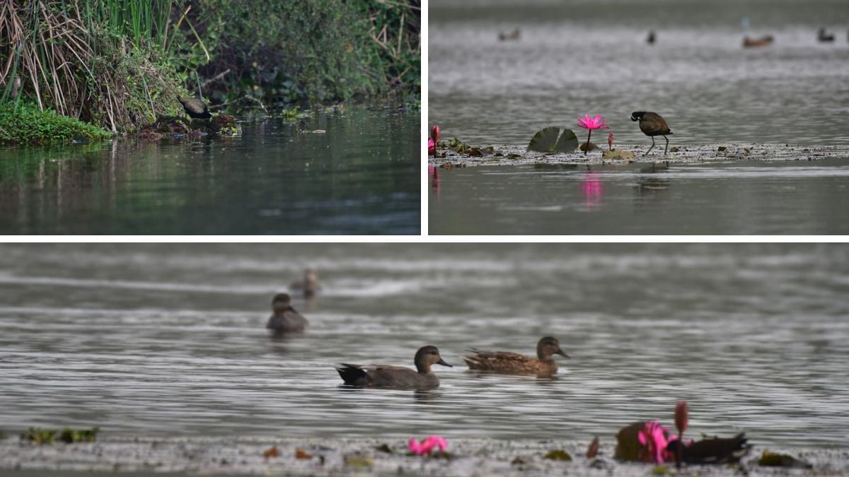 Gavier Lake is open for public bird-watching every Sunday from 7 AM to 11 PM, offering a tranquil setting to witness more than 170 exotic bird species throughout the season.