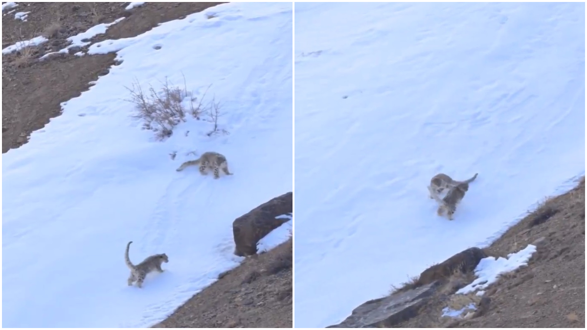 'A Fleeting Dance Of Wild Joy': Snow Leopards Spotted In Ladakh's Zanskar, Netizens Left Spellbound - VIDEO