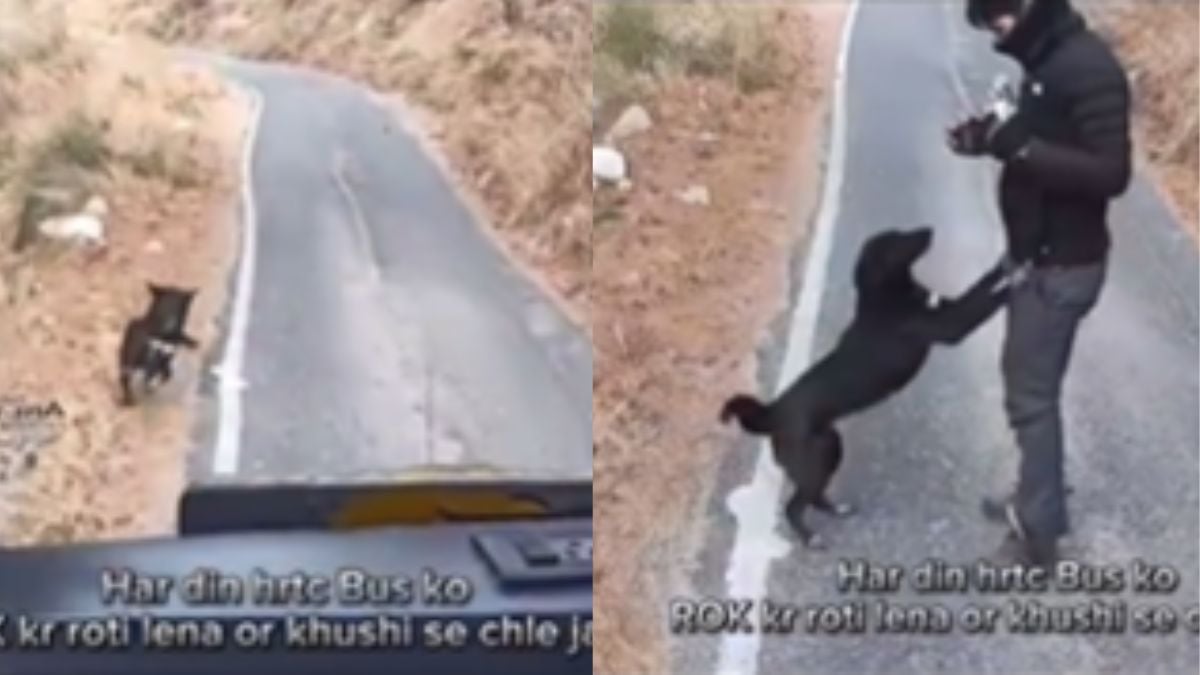 Heartwarming Video: Himachal Bus Driver Stops Vehicle to Feed Dog 'Roti' After Spotting It Running On Roadside