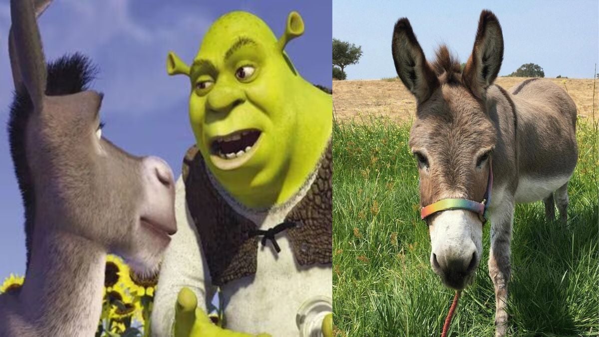 'RIP Perry': Netizens Flood Social Media With Shrek's Sidekick GIFs & Photos After Donkey That Inspired Character Dies At 30